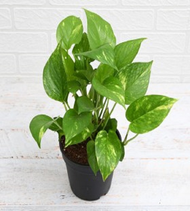 Pothos