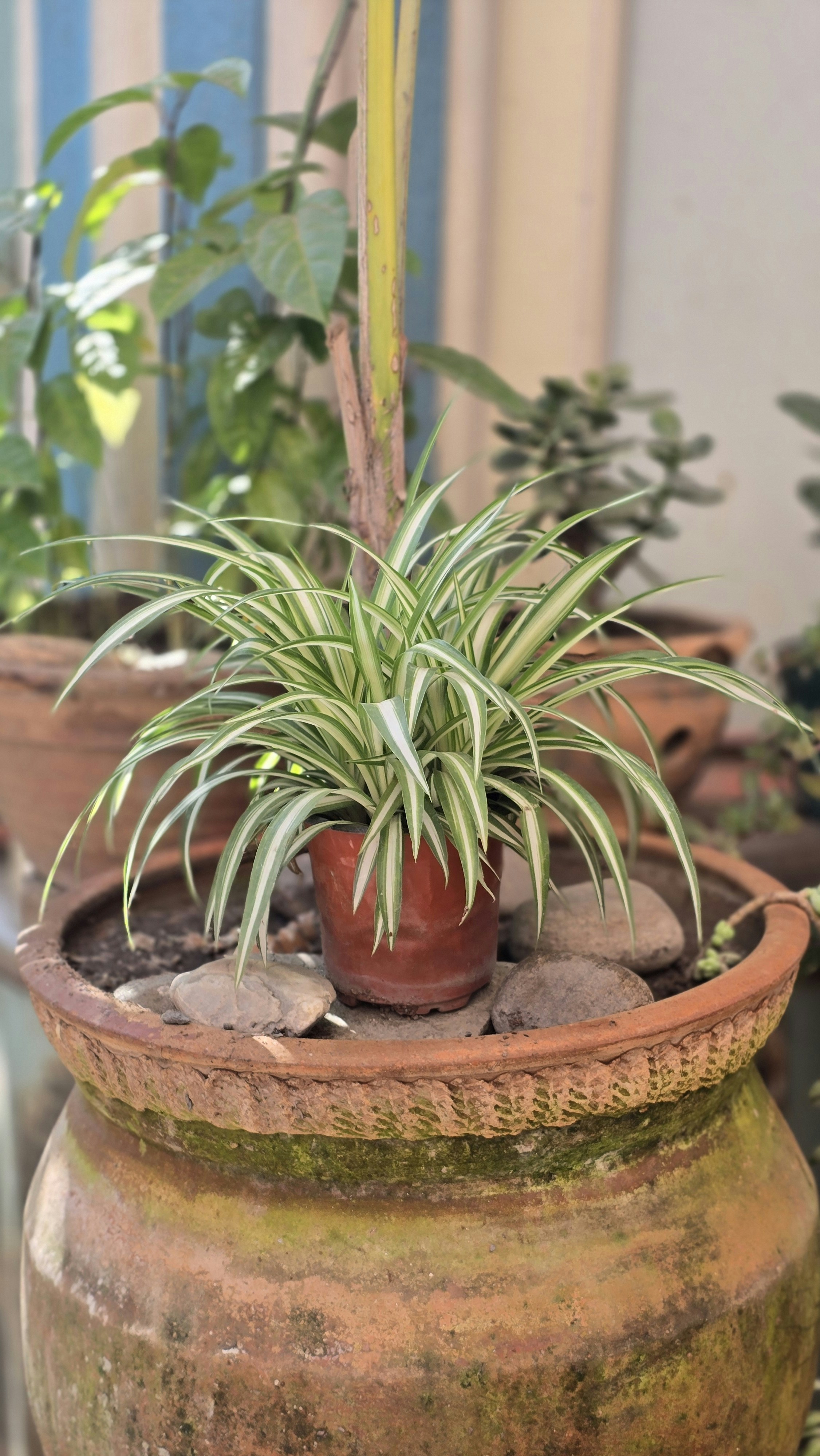 Spider Plant